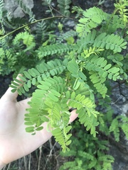 Eysenhardtia orthocarpa