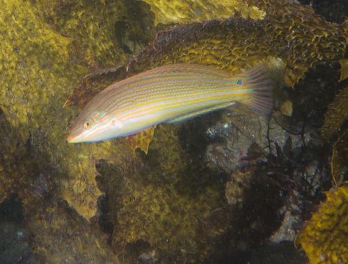 Goldlined coris (Coris aurilineata) — Labridae — 3