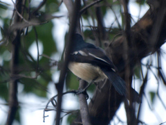 Laniarius major mossambicus