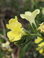 Lithospermum cobrense