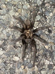 Aphonopelma gabeli