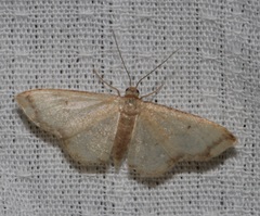 Idaea impexa