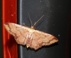 Idaea impexa