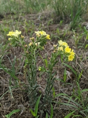 Lithospermum cobrense