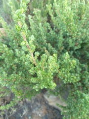 Cliffortia polygonifolia