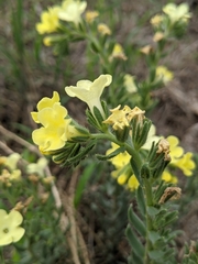 Lithospermum cobrense