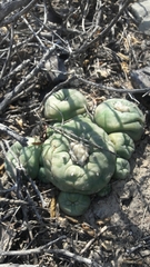 Lophophora diffusa
