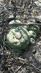 Lophophora diffusa