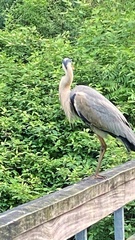 Ardea cinerea