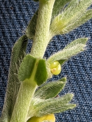 Lithospermum cobrense