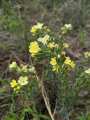 Lithospermum cobrense