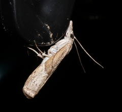 Culladia hastiferalis