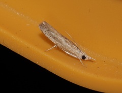Culladia hastiferalis