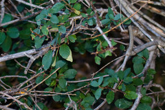 Frangula californica tomentella