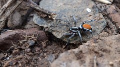 Castianeira occidens