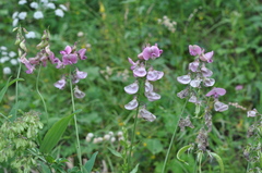 Lathyrus heterophyllus