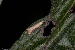Apoctena conditana