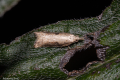 Apoctena conditana