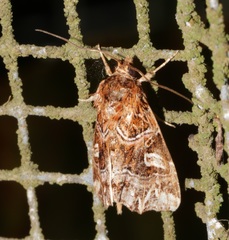 Callopistria exotica