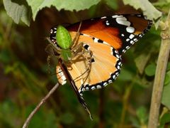 Danaus chrysippus