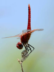 Urothemis signata