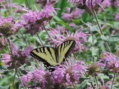 Papilio canadensis × glaucus