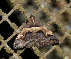 Bertula abjudicalis