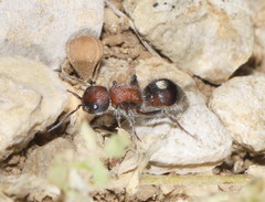 Sigilla dorsata