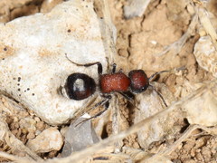 Sigilla dorsata