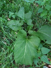 Arctium