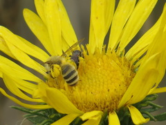 Cnemidandrena