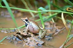 Ptychadena anchietae