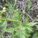 Scrophularia californica - Photo (c) madge,  זכויות יוצרים חלקיות (CC BY-NC), הועלה על ידי madge