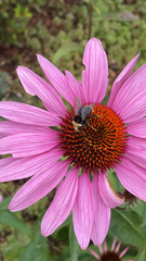 Bombus