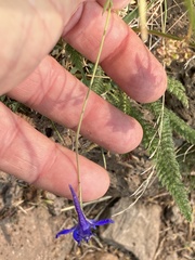 Delphinium depauperatum
