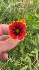 Gaillardia