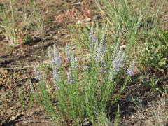 Veronica pinnata