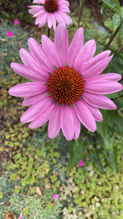 Echinacea purpurea