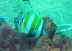 Coradion chrysozonus