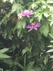 Passiflora
