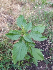 Amaranthus retroflexus