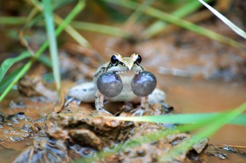 Anchieta's Ridged Frog