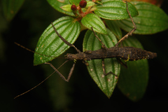 Lobolibethra