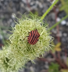 Graphosoma italicum italicum