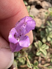 Penstemon davidsonii praeteritus