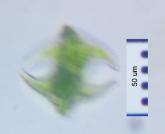 Staurastrum cerastes