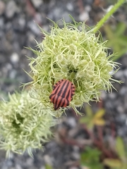 Graphosoma italicum italicum
