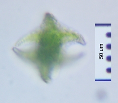 Staurastrum cerastes