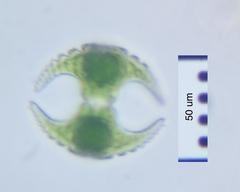 Staurastrum cerastes