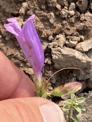 Penstemon davidsonii praeteritus